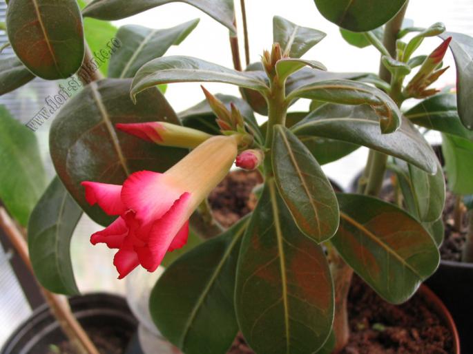 Adenium obesum 9 - Adenium