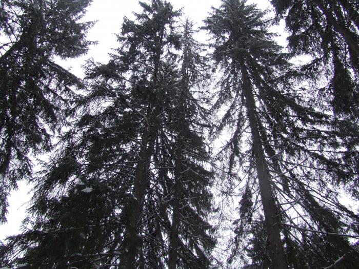 DSCF4588 - poiana zinelor