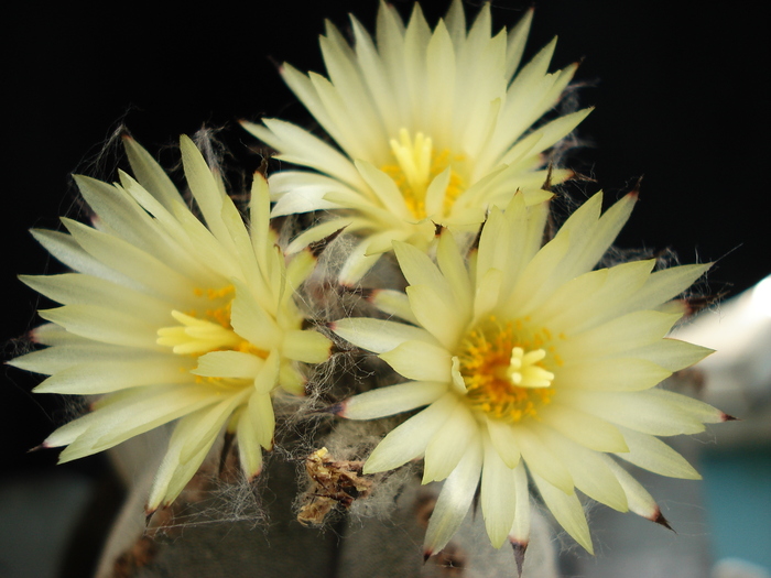 Astrophytum