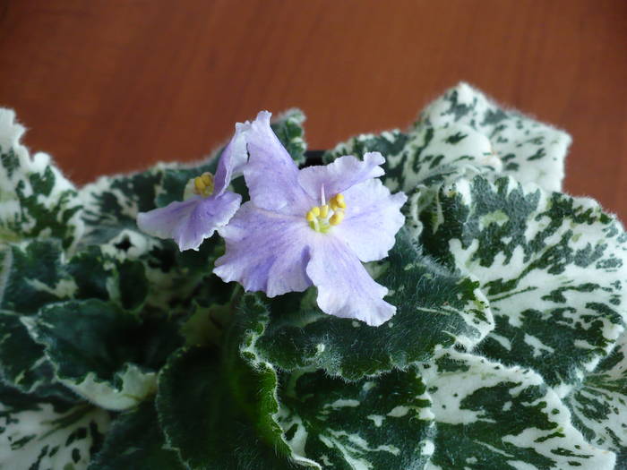 Pretty Miss Kelly - Saintpaulia - violete de camera