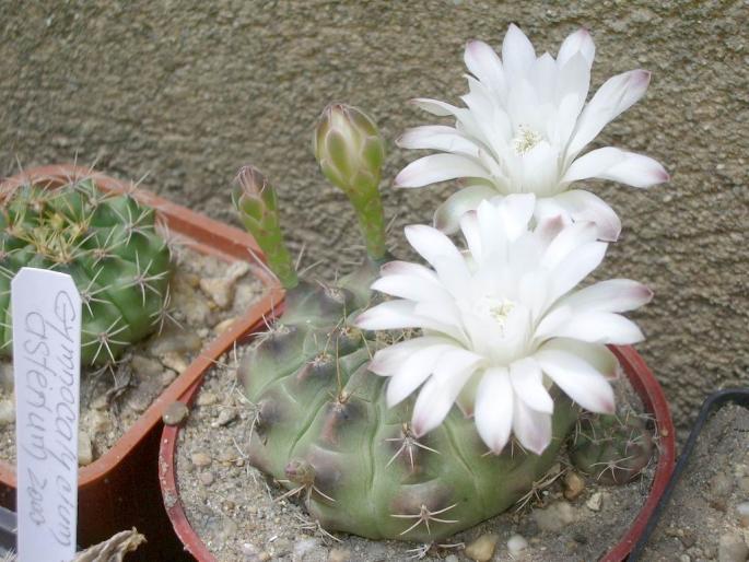  - Gymnocalycium