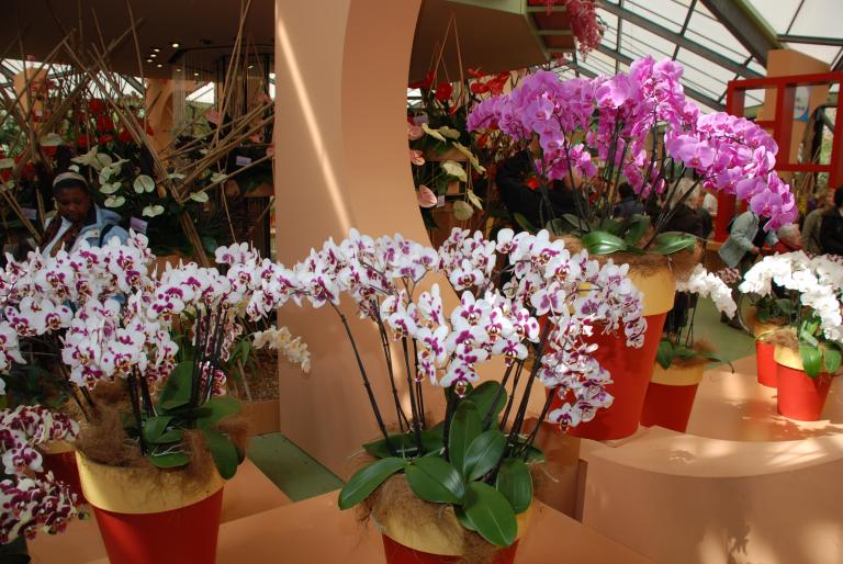 Afbeelding 653 - Keukenhof 2008