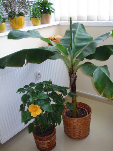 BANAN SI HIBISCUS