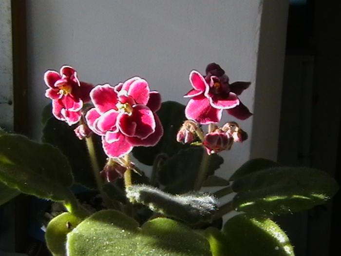 IMGA0562 - violete 2009