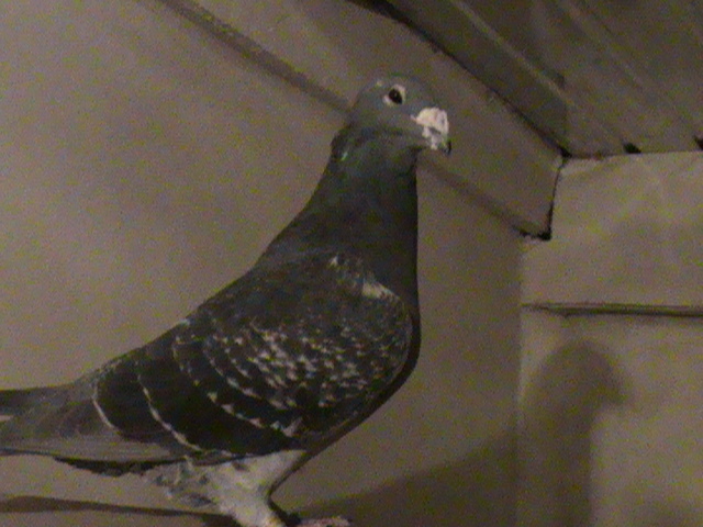 mascul 2008; putin muscat de cap:(
