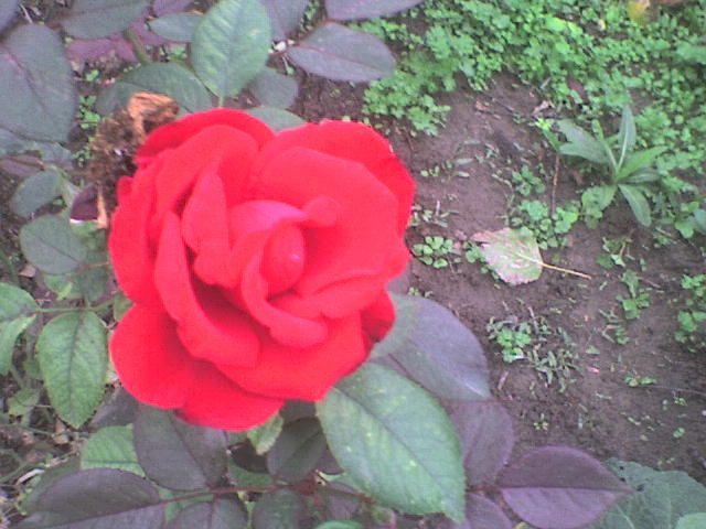 DSC01188 - trandafiri