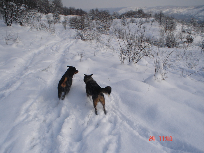 DSC08768 - Bella ianuarie 2010