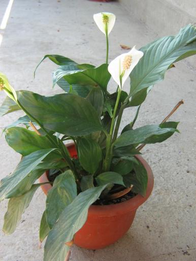 spathiphyllum - flori diverse