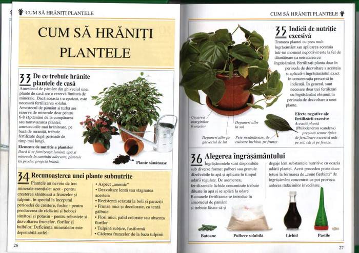 13 - informatii plante