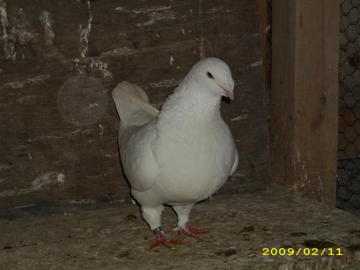 femela 2008 - nastase