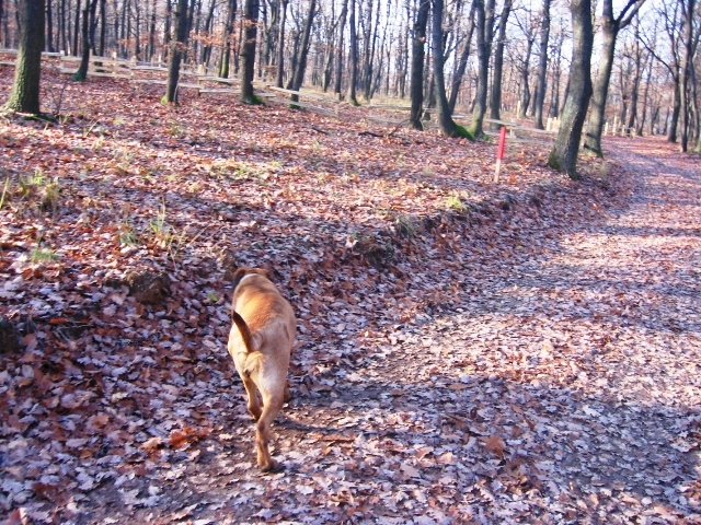 Tosa Inu Norytessa - Tosa Inu Autumn