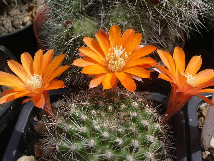 Rebutia flavystila