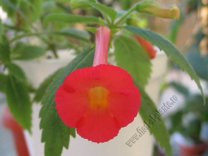 Achimenes Summer Sunset 4