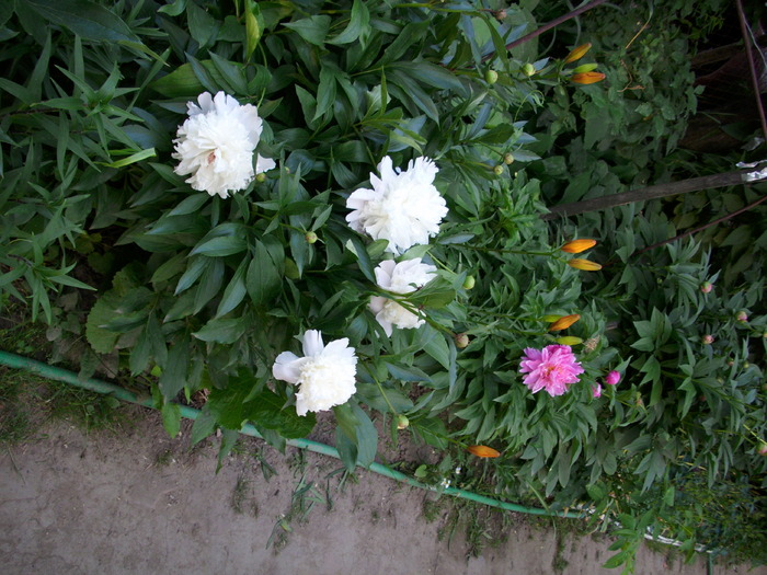 DSCI0515 - flori din gradina mea