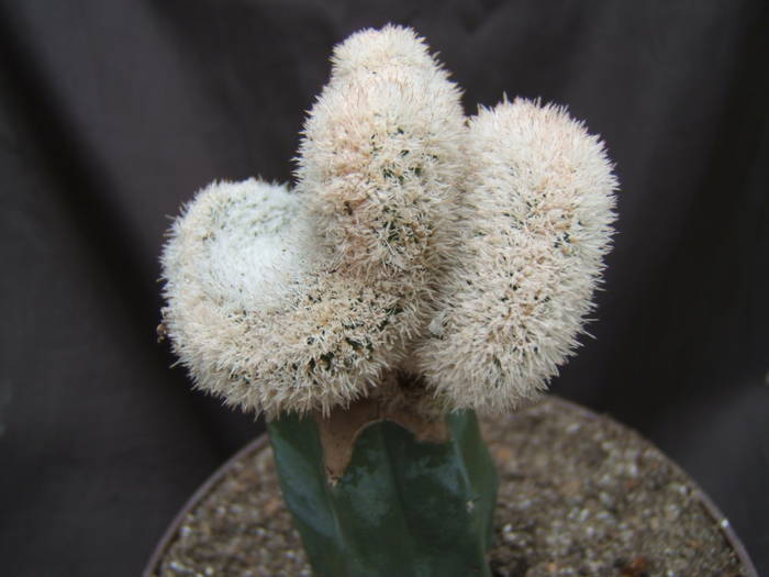 Pygmaeocereus densiaculeatus f. cristata