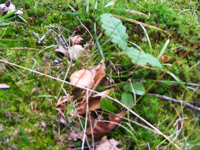 DSCF2570