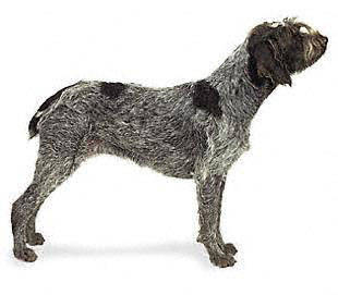 wirehaired_pointing_griffon - Sporting