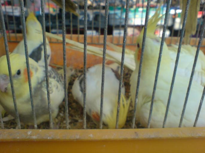 DSC00491 - Piata de pasari si animale Timisoara 2009