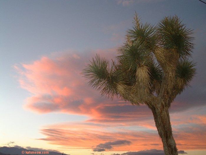 Joshua Tree at Sunset