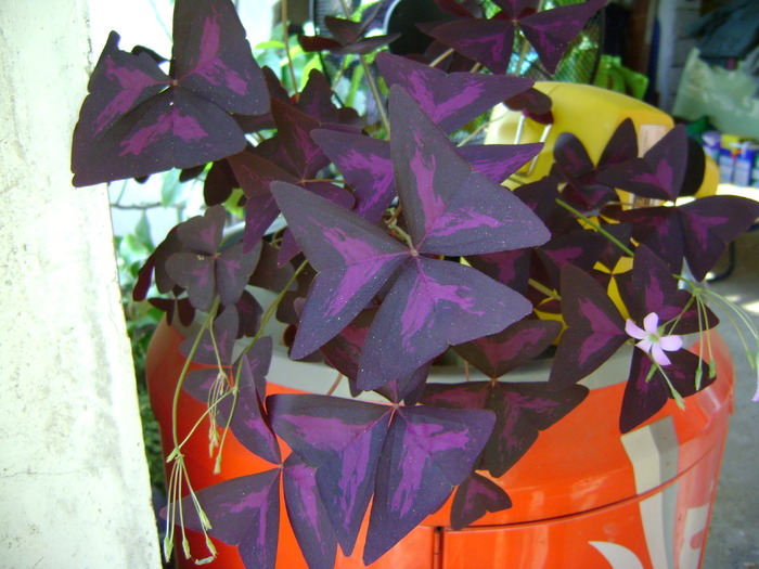 DSC03101 - Oxalis