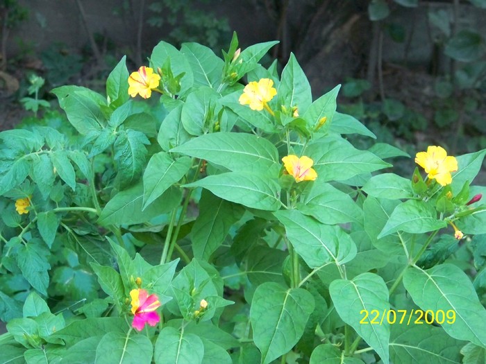 100_8435 - Iulie 2