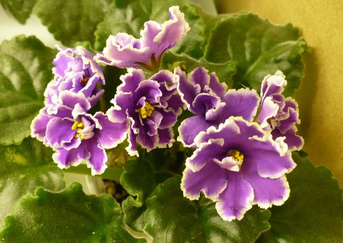 17 dec - Midnight Cloud