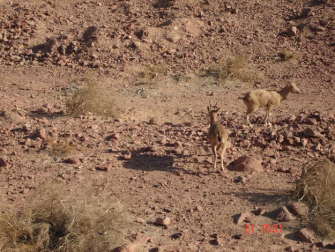 331 Israel - Timna Park