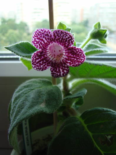 Kohleria Kapo 12 - Kohleria Kapo 2009