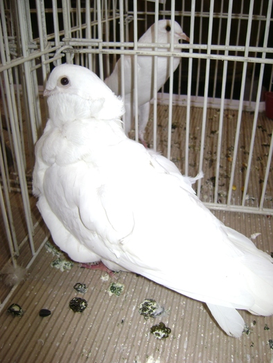 DSC07852 - Expozitie BIstrita 20 12 2009