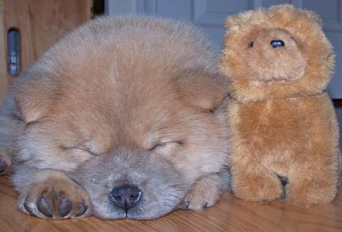 puiutz chow chow 4