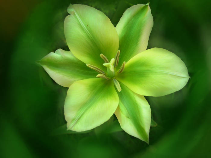 floare1 - din natura