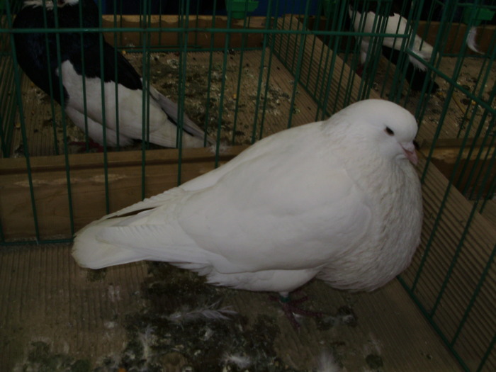 8365 hessen 1