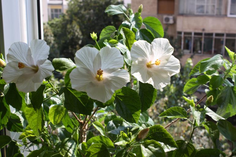 azi 6 sept 2008-hibiscus alb; o splendoare
