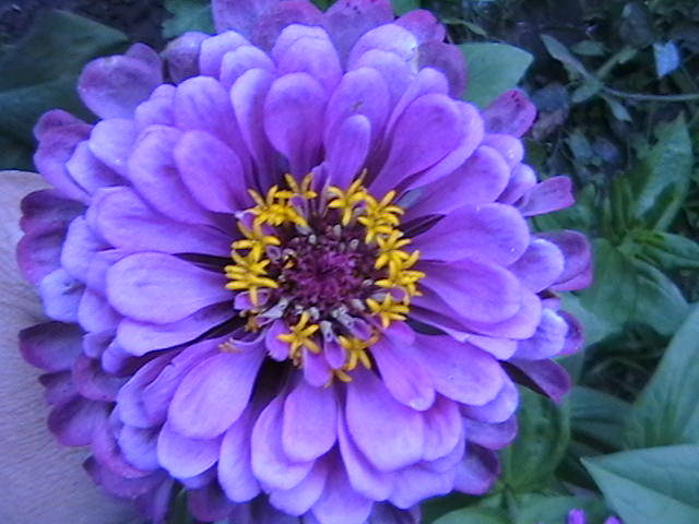 Picture 022 - gradina mea cu flori