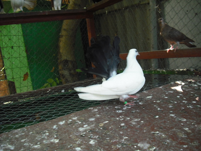 Picture 057 - Porumbei albi coada neagra si rosie