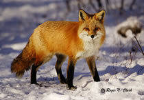 fox - animale