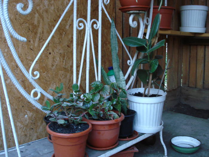 DSC09535