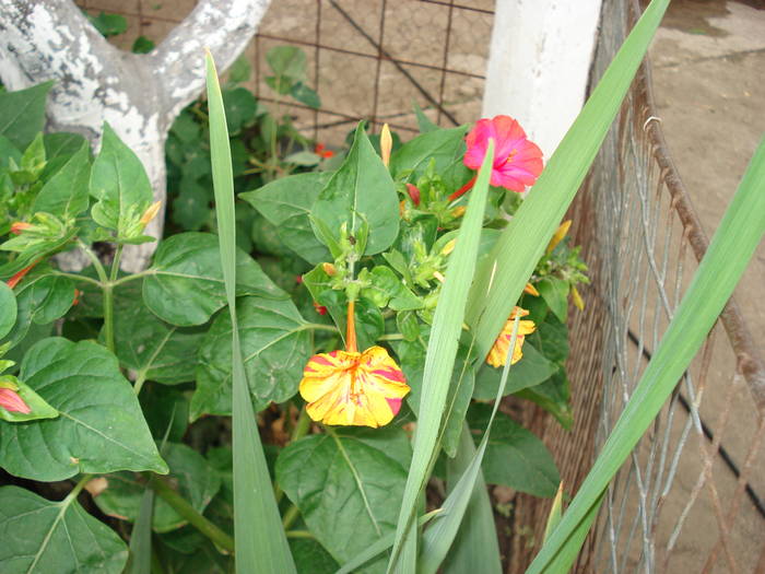 DSC09648