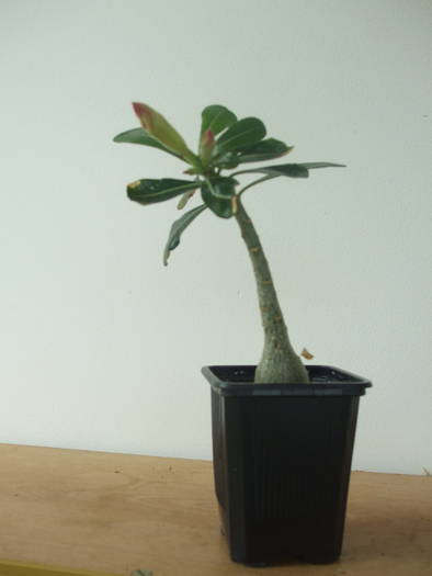 DSCF5281 - adenium