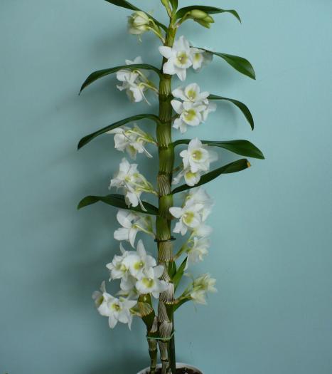 P1090051 - Orhidee