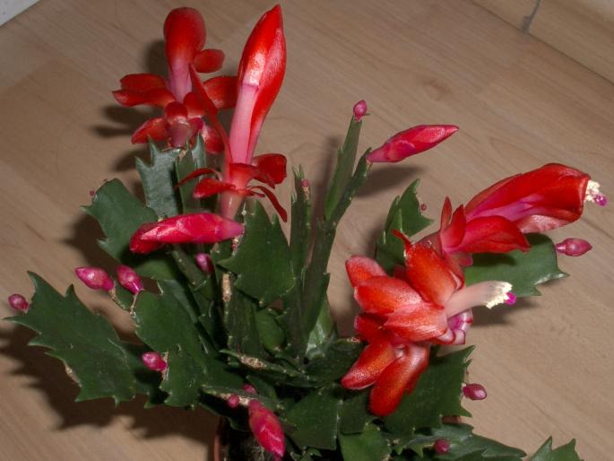 schlumbergera