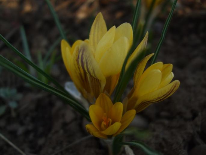 crocus