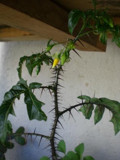 aug 2008 019