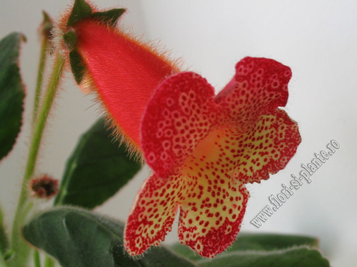 Kohleria Norrsken 4