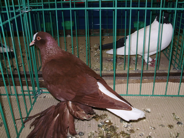 9411 codalb saxon 1 - 1507 partea 4