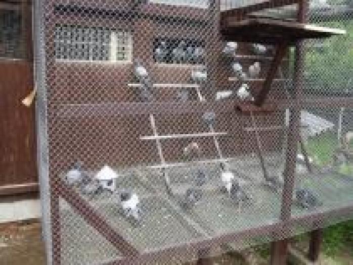 OJJHGAQALJLUXMNRSWN - MODELE DE CRESCATORII