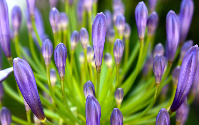 1915_likethisflowers_2560x1600