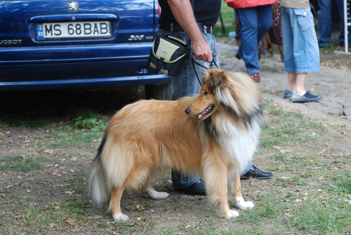 DSC_0101 - Concurs international de frumustete canina 2009 TgMures