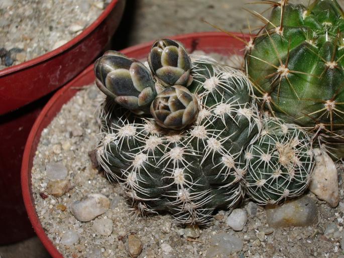 Gymnocalycium bruchii - boboci