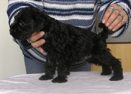 c5cacb8a43816baddc55fed61143402a - CATELUSI